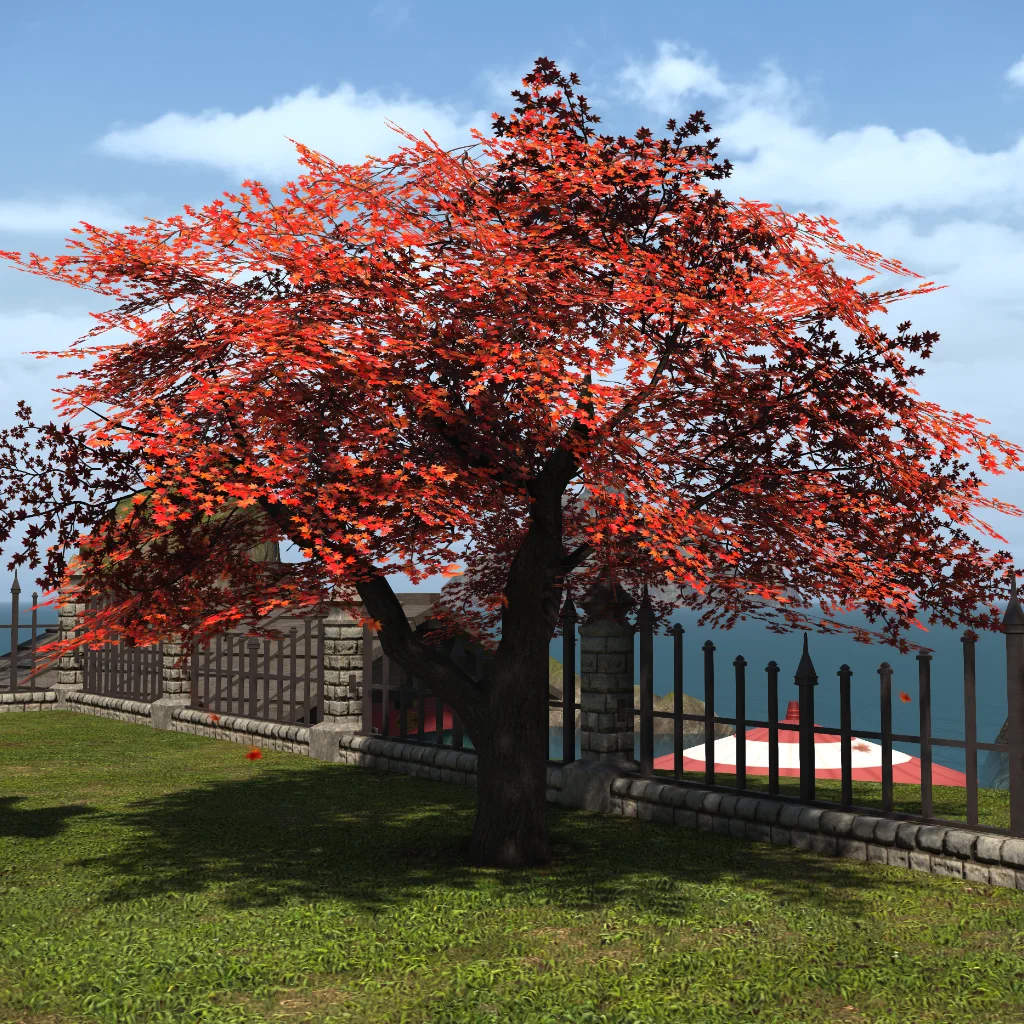 Autumnal Maple Tree