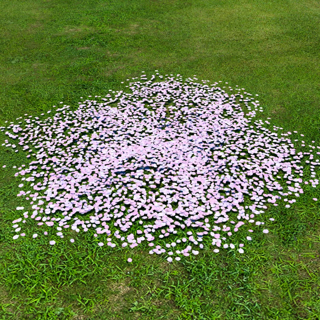 Eastern Cherry Petal Pile