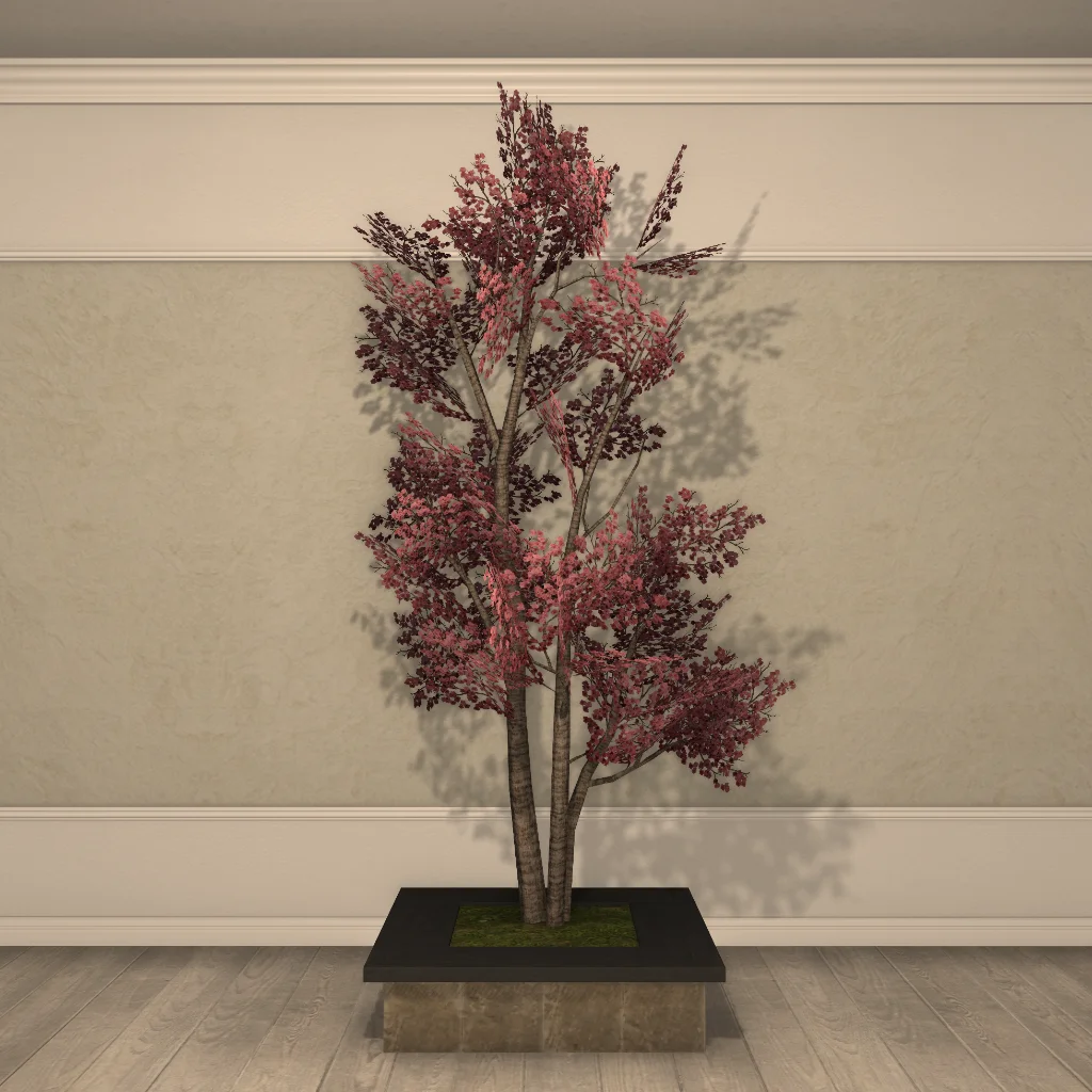 Doman Dogwood