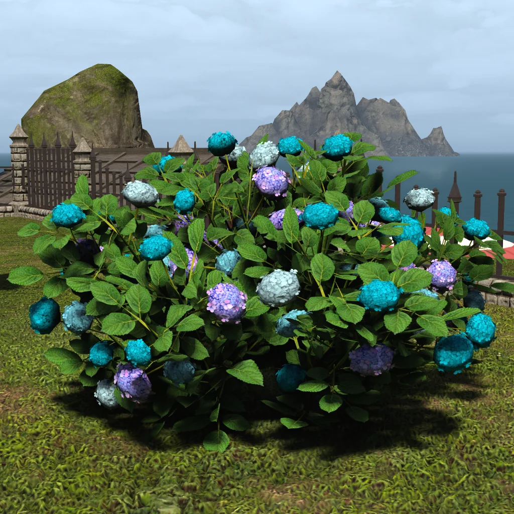 Plot of Hydrangeas