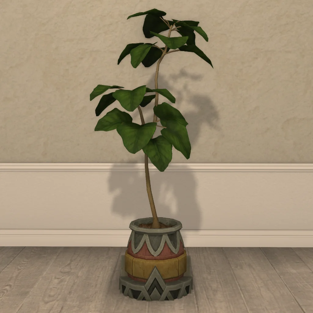 Potted Umbrella Fig