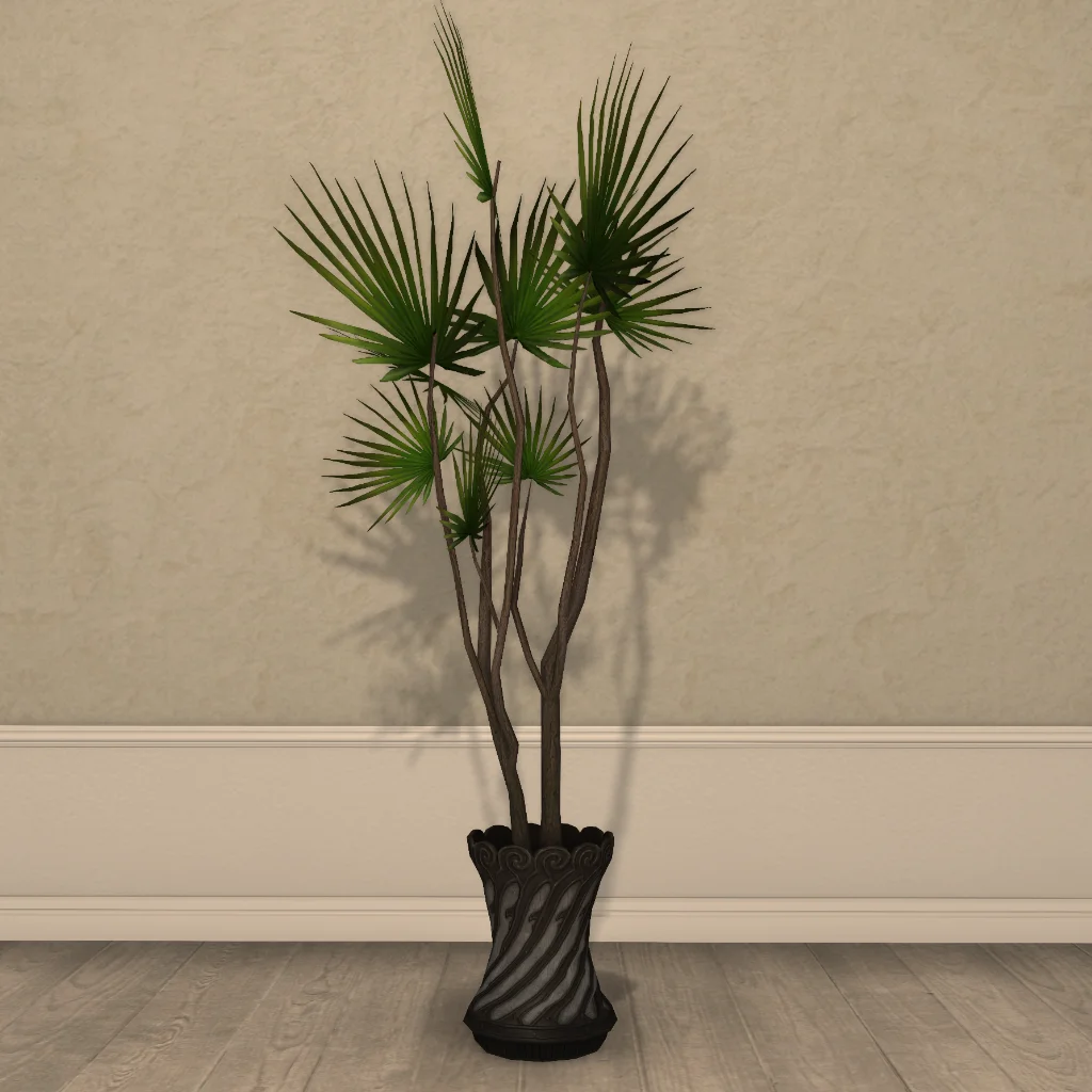 Potted Dragon Tree