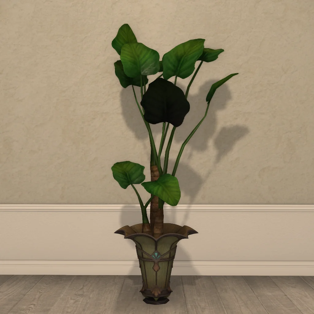 Potted Oliphant's Ear