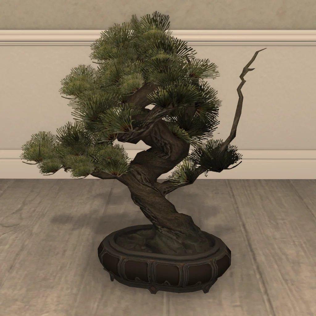Pine Bonsai