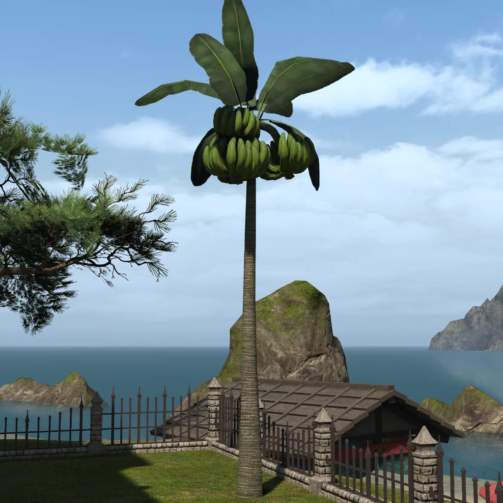 Wild Banana Tree